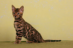 Bengal cat