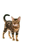 standing Bengal cat