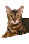 lying Bengal cat