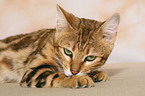 lying Bengal cat