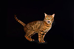 standing Bengal Cat