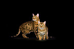 Bengal Cats