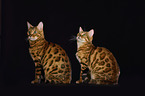 Bengal Cats