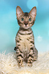 young Bengal Cat