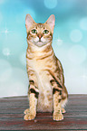 sitting Bengal Cat