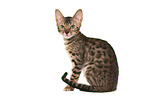 young Bengal Cat