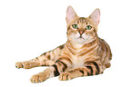 lying Bengal Cat