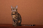 sitting Bengal Cat