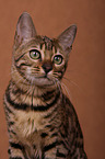 Bengal Cat Portrait