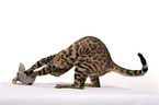 playing Bengal Cat