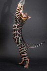 jumping Bengal cat