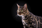 Bengal Cat