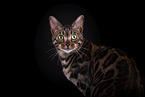 Bengal Cat