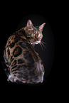 Bengal Cat