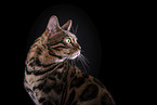 Bengal Cat