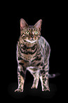 Bengal Cat