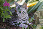 Bengal Cat