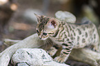 Bengal Cat Kitten