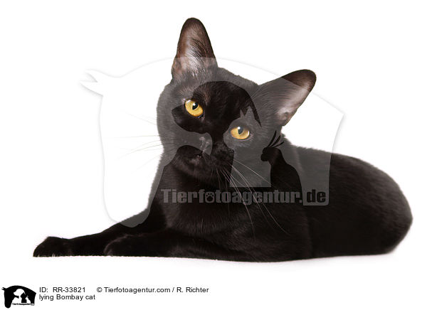 lying Bombay cat / RR-33821