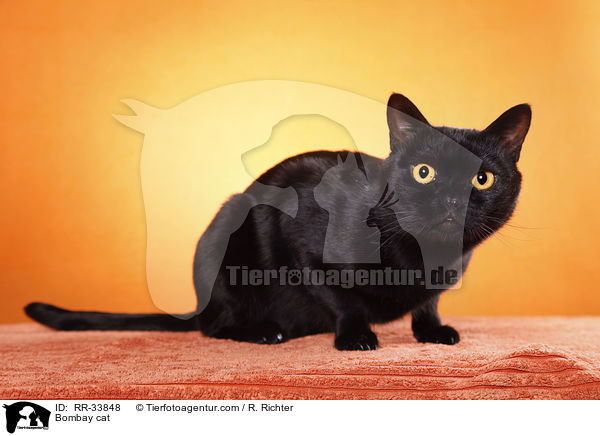 Bombay Katze / Bombay cat / RR-33848