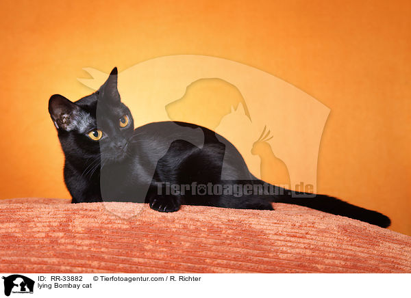 liegende Bombay / lying Bombay cat / RR-33882