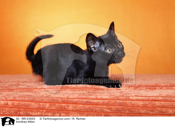 Bombay Ktzchen / bombay kitten / RR-33893