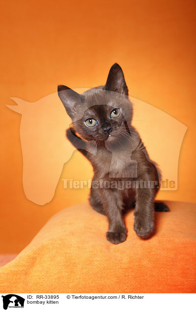 Bombay Ktzchen / bombay kitten / RR-33895