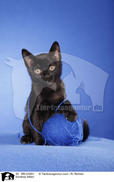 Bombay Ktzchen / bombay kitten / RR-33991