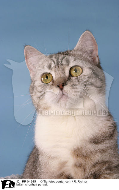 Britisch Kurzhaar Portrait / british shorthair portrait / RR-04245