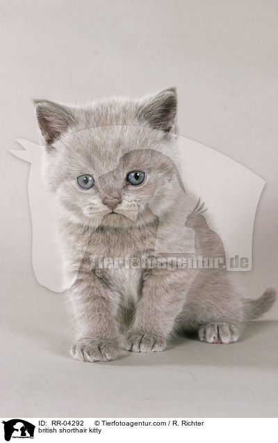 Britisch Kurzhaar Ktzchen / british shorthair kitty / RR-04292
