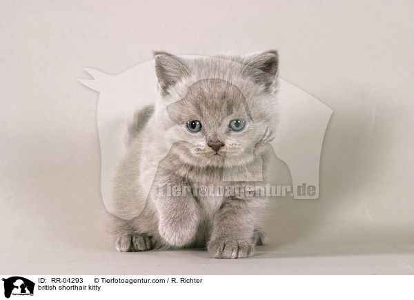 british shorthair kitty / RR-04293
