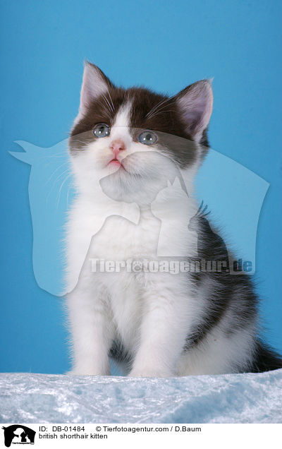 british shorthair kitten / DB-01484
