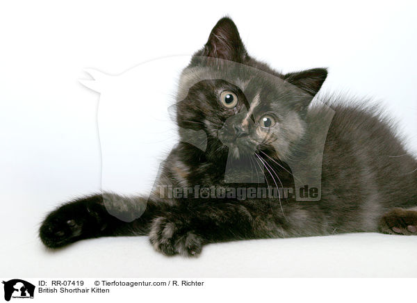 British Shorthair Kitten / RR-07419