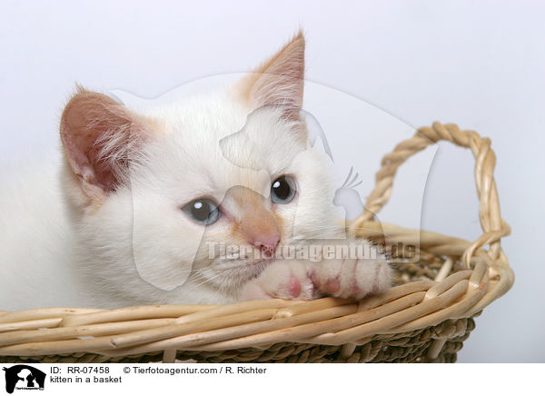kitten in a basket / RR-07458