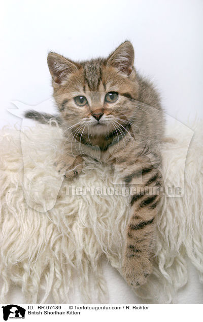 British Shorthair Kitten / RR-07489