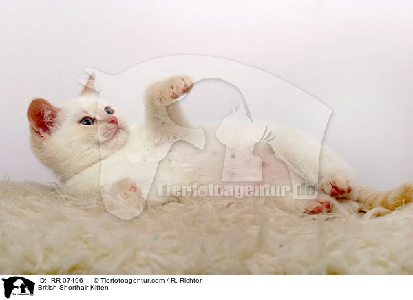 Britisch Kurzhaar Ktzchen / British Shorthair Kitten / RR-07496