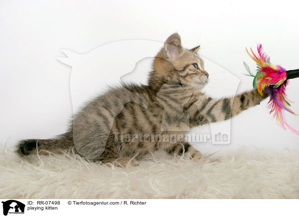 spielendes Britisch Kurzhaar Ktzchen / playing kitten / RR-07498