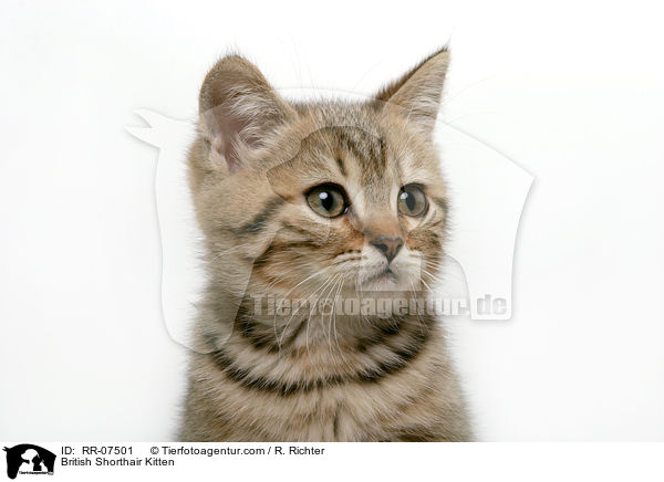 British Shorthair Kitten / RR-07501