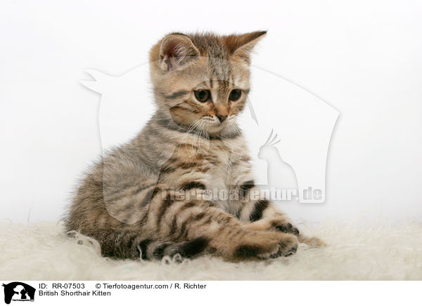 British Shorthair Kitten / RR-07503