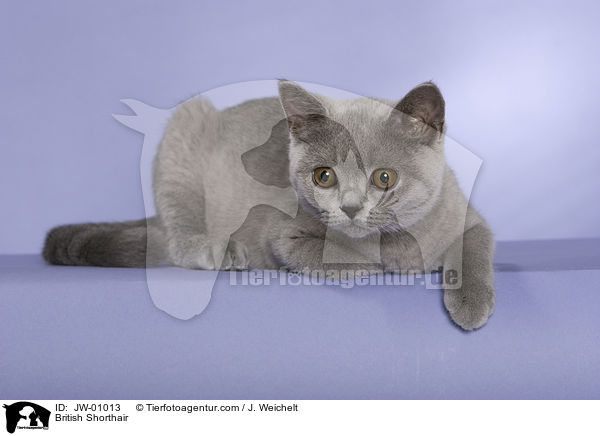 British Shorthair / JW-01013