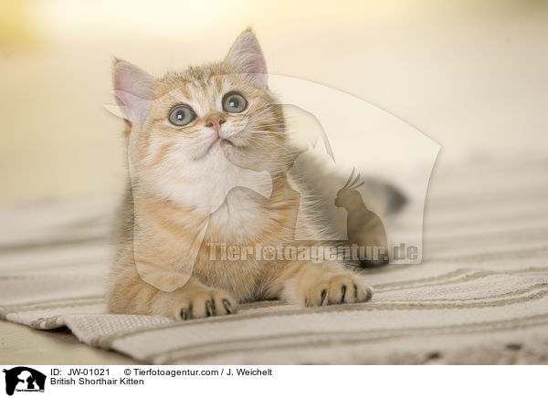 Britisch Kurzhaar Ktzchen / British Shorthair Kitten / JW-01021