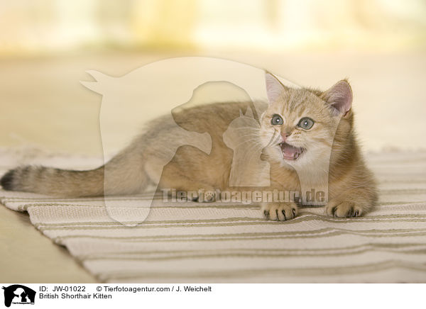 Britisch Kurzhaar Ktzchen / British Shorthair Kitten / JW-01022