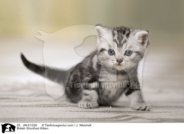 British Shorthair Kitten / JW-01026