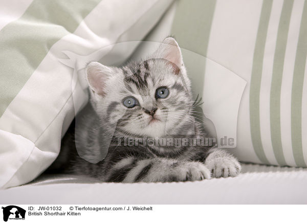 Britisch Kurzhaar Ktzchen / British Shorthair Kitten / JW-01032