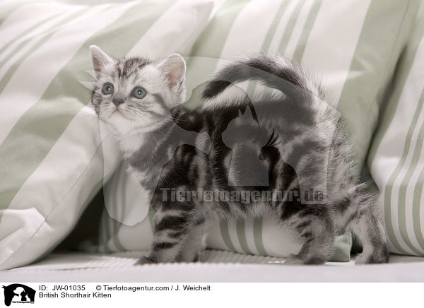Britisch Kurzhaar Ktzchen / British Shorthair Kitten / JW-01035