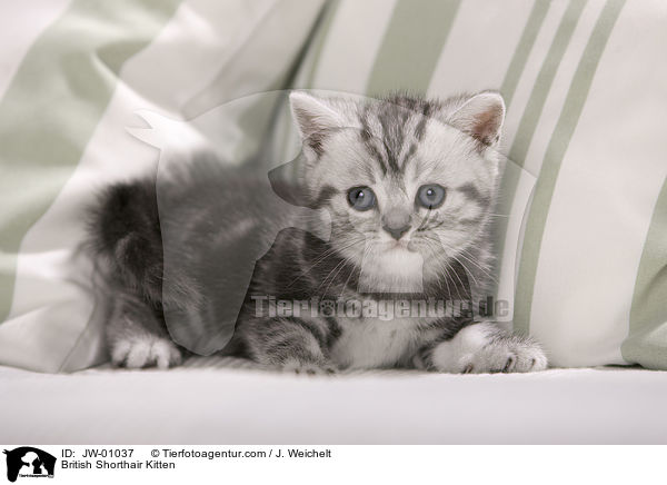 Britisch Kurzhaar Ktzchen / British Shorthair Kitten / JW-01037
