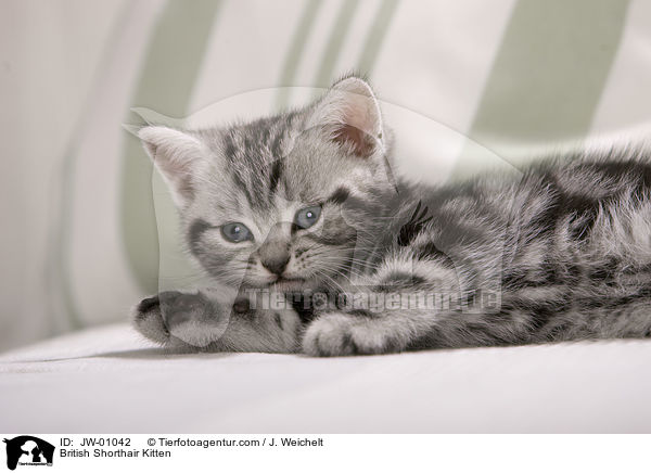 Britisch Kurzhaar Ktzchen / British Shorthair Kitten / JW-01042