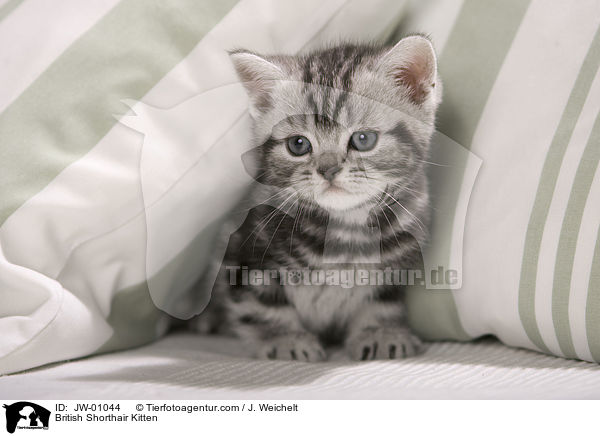 Britisch Kurzhaar Ktzchen / British Shorthair Kitten / JW-01044