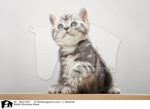 Britisch Kurzhaar Ktzchen / British Shorthair Kitten / JW-01047