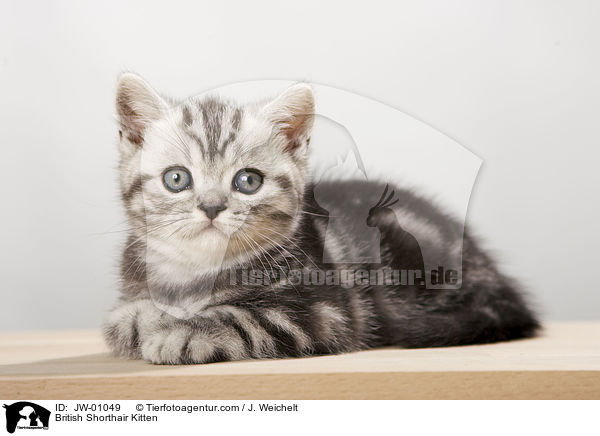 Britisch Kurzhaar Ktzchen / British Shorthair Kitten / JW-01049